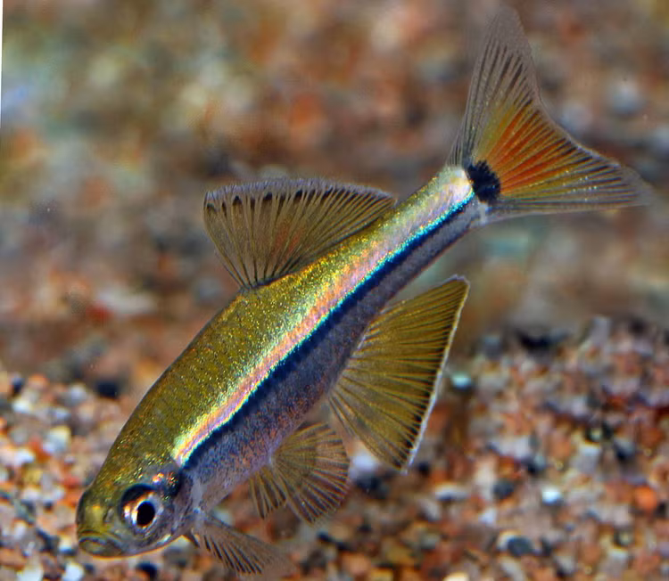 Loai ca canh duoc phat hien o Quang Tri nam 2001, trieu nguoi tim mua-Hinh-5