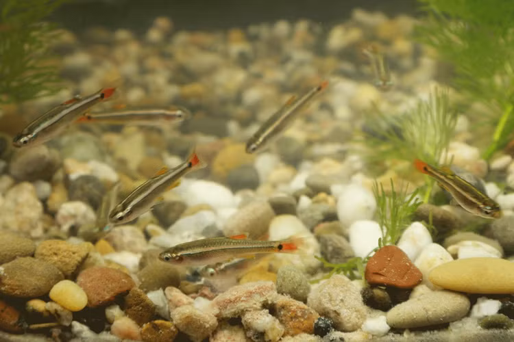 Loai ca canh duoc phat hien o Quang Tri nam 2001, trieu nguoi tim mua-Hinh-10