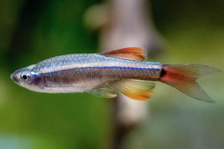 Loai ca canh duoc phat hien o Quang Tri nam 2001, trieu nguoi tim mua-Hinh-9