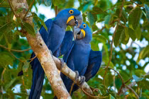 Khám phá mạng lưới truyền tin của động vật trong rừng Amazon