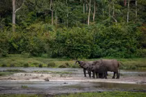 Kỳ diệu khu rừng xuyên ba quốc gia ở Trung Phi