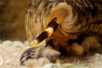 Sự thật ít biết về ốc cối, đẹp như tranh vẽ nhưng cực độc