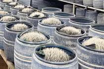 Ngâm giá đỗ bằng chất cấm ở Lào Cai, 3 đối tượng bị khởi tố