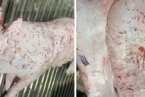 Chuyên gia cảnh báo mức độ nguy hại khi ăn thịt lợn bệnh