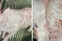 Chuyên gia cảnh báo mức độ nguy hại khi ăn thịt lợn bệnh