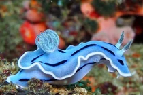 Điều đáng kinh ngạc về sinh vật trông như con thỏ sống dưới đáy biển 