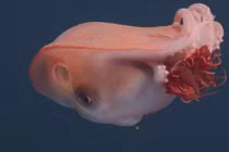 Khám phá các sinh vật kỳ bí dưới đáy đại dương sâu