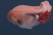 Khám phá các sinh vật kỳ bí dưới đáy đại dương sâu