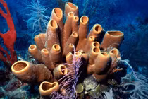 Khám phá động vật đầu tiên trên Trái đất qua 'hóa thạch hóa học'