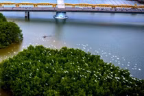 Đàn cò kín bãi sông Hàn, dấu hiệu sinh thái tích cực hay cảnh báo môi trường?