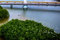 Đàn cò kín bãi sông Hàn, dấu hiệu sinh thái tích cực hay cảnh báo môi trường?