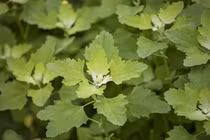 Rau muối - siêu thực phẩm dân dã giúp bổ máu, tốt cho xương