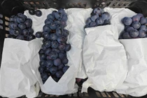 Thái Nguyên tiêu huỷ gần 1,2 tấn hoa quả không rõ xuất xứ