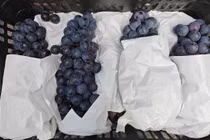 Thái Nguyên tiêu huỷ gần 1,2 tấn hoa quả không rõ xuất xứ