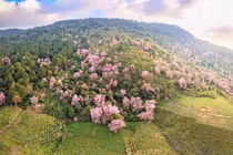 Lâm Đồng tổ chức Lễ hội Mai anh đào - Đà Lạt xuân 2026 từ ngày 16/1