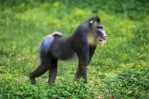 Chuyên gia lý giải vì sao động vật có vú hiếm khi có màu sắc rực rỡ 