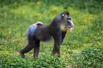 Chuyên gia lý giải vì sao động vật có vú hiếm khi có màu sắc rực rỡ 