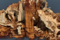 Tìm thấy hộp sọ 'quái thú' gần khu mộ hỏa táng cổ xưa ở Đức