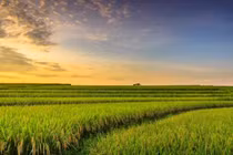 Cây lúa trong tâm thức Việt: Từ nguồn sống đến biểu tượng thiêng