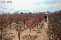 Ngắm vườn đào Nhật Tân cuối năm, hòa mình vào sắc xuân Hà Nội