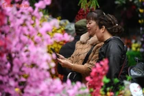 Phố cổ Hà Nội rực rỡ sắc xuân ngày cận Tết