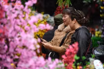 Phố cổ Hà Nội rực rỡ sắc xuân ngày cận Tết