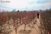 Ngắm vườn đào Nhật Tân cuối năm, hòa mình vào sắc xuân Hà Nội