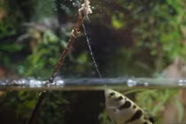 Loài cá cung thủ 'tay súng bắn tỉa' độc đáo của rừng ngập mặn