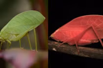 Chiến lược sinh tồn cực tinh vi của loài muồm muỗm 