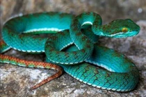 Tìm thấy loài rắn lục hổ màu xanh ngọc tại hang động Campuchia