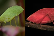 Chiến lược sinh tồn cực tinh vi của loài muồm muỗm 