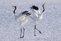 Vì sao sếu Nhật Bản tượng trưng cho trường thọ, hạnh phúc?