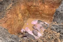 Hà Tĩnh tiêu hủy 145 con lợn nhiễm dịch tả lợn châu Phi ngăn dịch lây lan