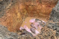 Hà Tĩnh tiêu hủy 145 con lợn nhiễm dịch tả lợn châu Phi ngăn dịch lây lan