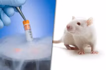 Phục hồi não chuột đông lạnh thành công mở ra hy vọng mới