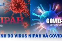 Bệnh do virus Nipah có nguy hiểm như Covid-19?