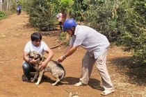 Nam thanh niên ở Đắk Lắk tử vong sau 20 ngày bị chó cắn