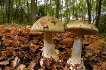 Nấm tử thần, loài nấm độc nguy hiểm trông giống nấm rơm