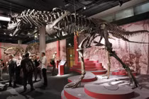 Albertosaurus - 'sát thủ tốc độ' có thể săn mồi theo bầy thời khủng long