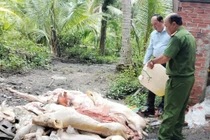 Phát hiện, tiêu hủy lượng lớn thịt heo bốc mùi trong lò mổ ở Vĩnh Long