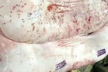 Đóng dấu kiểm dịch sai lên heo bệnh, xử phạt sao?