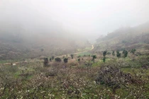 Dự báo thời tiết ngày 3/1/2026: Miền Bắc rét đậm