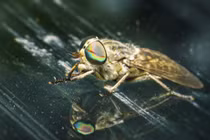 Vì sao ruồi trâu cắn đau đến vậy?