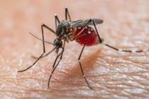 Lâm Đồng tăng cường giám sát, phòng ngừa bệnh Chikungunya