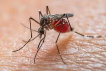 Lâm Đồng tăng cường giám sát, phòng ngừa bệnh Chikungunya