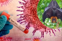 Bộ Y tế hỏa tốc chỉ đạo cơ sở khám chữa bệnh phòng chống bệnh do virus Nipah