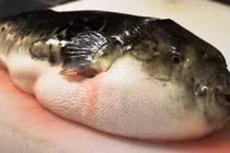 Nguy cơ tử vong từ cá nóc, người dân cần cảnh giác cao độ