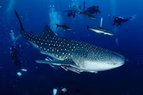 Cá mập voi vượt chặng đường dài 1.200 km để kiếm ăn