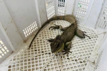 Rồng đất hiếm gặp được bàn giao cho cơ quan chức năng tại Tây Ninh