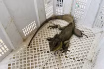 Rồng đất hiếm gặp được bàn giao cho cơ quan chức năng tại Tây Ninh